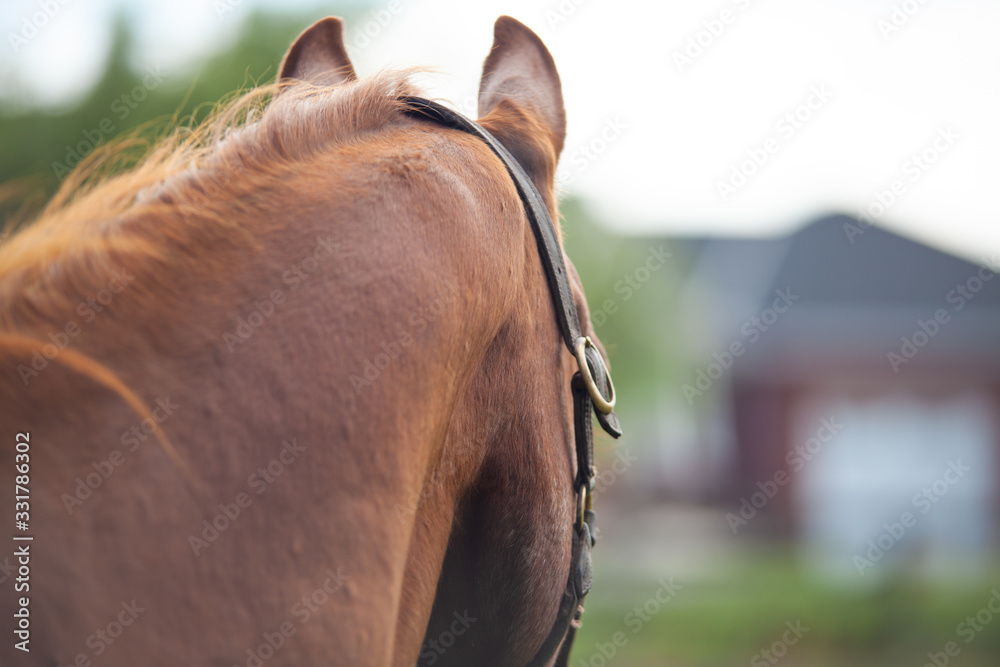 horse head looking away from camera Photos | Adobe Stock