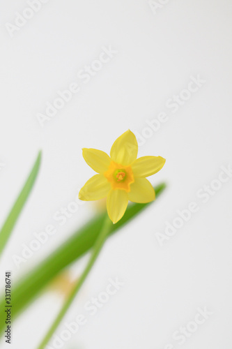 unfocused yellow daffodil flowers 
