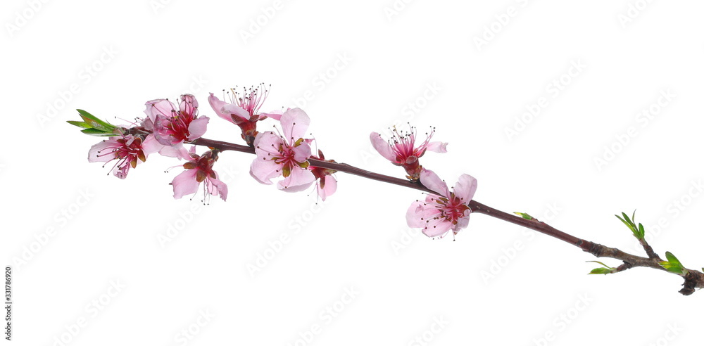 Spring flowers isolated on white, with clipping path Spring flowers isolated on white, with clipping path