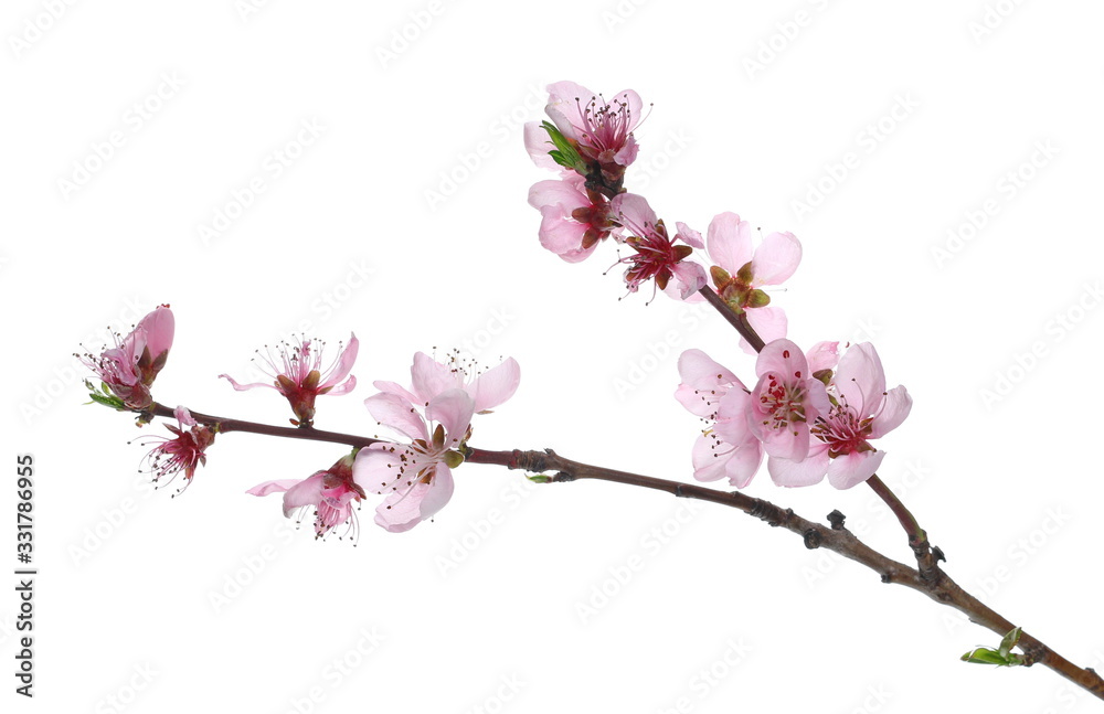 Spring flowers isolated on white, with clipping path Spring flowers isolated on white, with clipping path