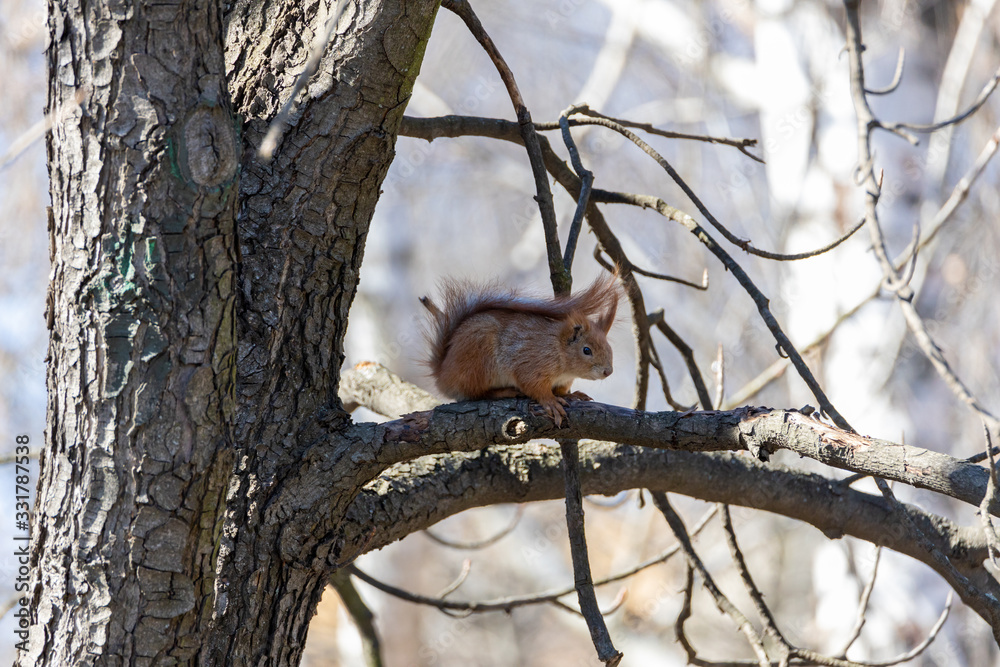Red squirrel on a branch eating a nut. Red squirrel on a branch eating a nut.