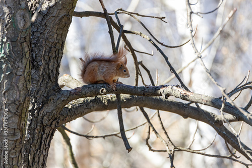 Red squirrel on a branch eating a nut. © Sergey