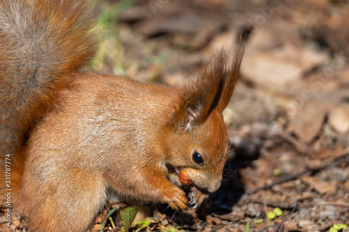 Red squirrel eating a nut on the ground