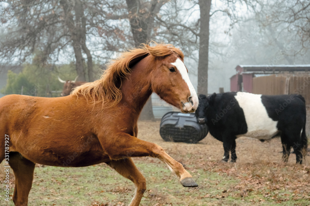 Obraz premium Fresh horse on foggy farm morning, acting crazy and funny.