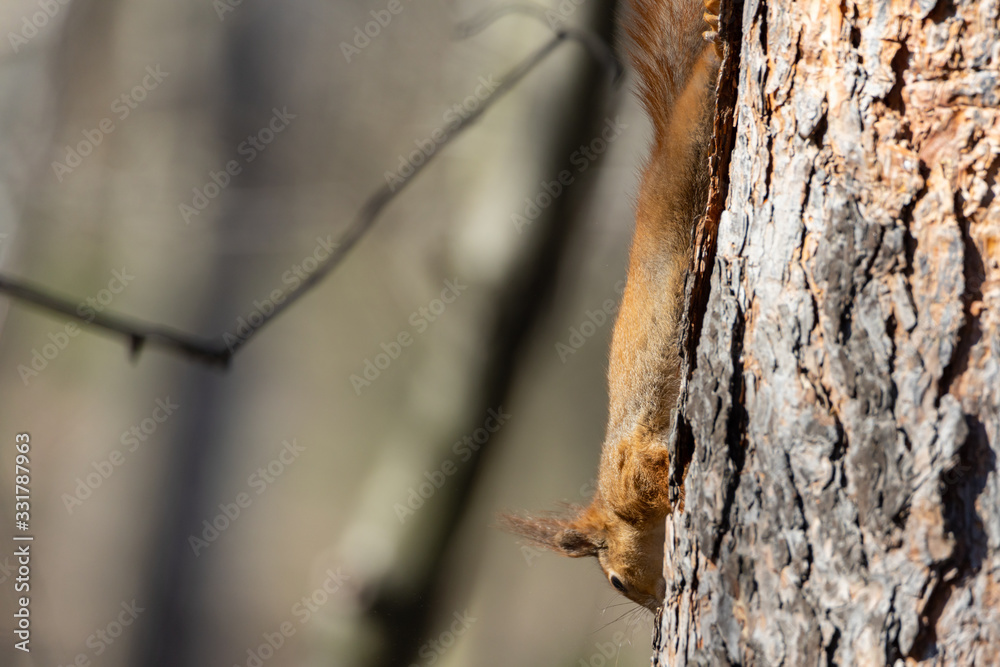 Red squirrel in the park goes down a tree Red squirrel in the park goes down a tree