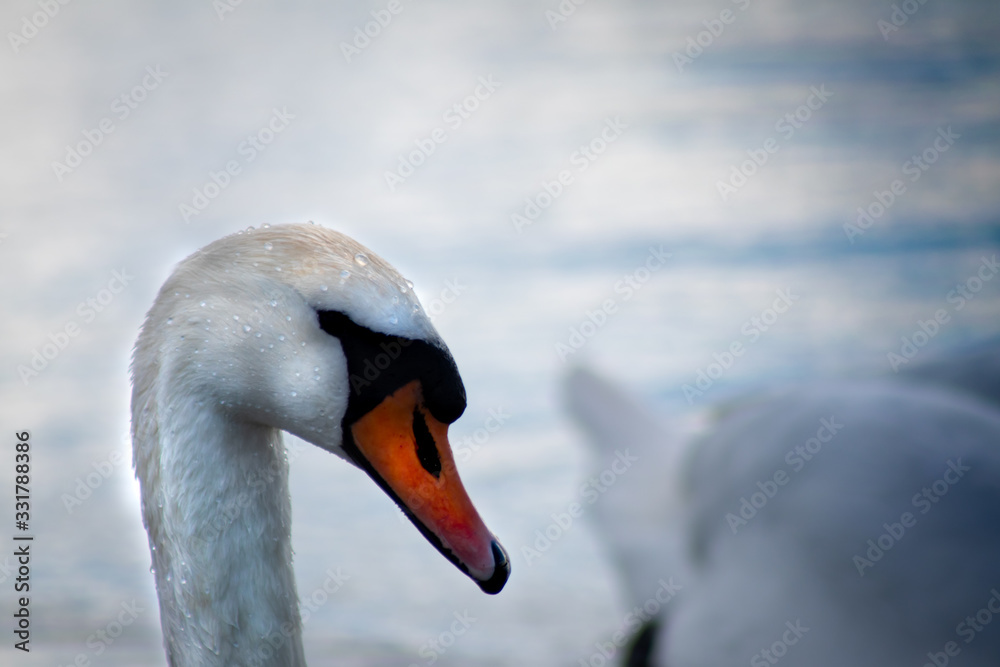 portrait of a swan portrait of a swan
