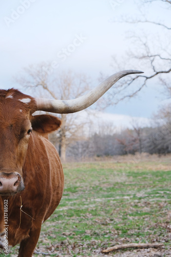 Texas longhorn cow portrait, vertical orientation. photo