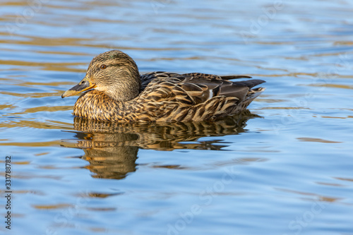 Female duck on a pond in a park.