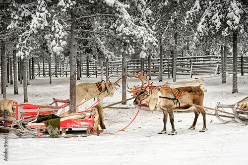 Two reindeers with sledges in winter arctic forest © Roman Babakin