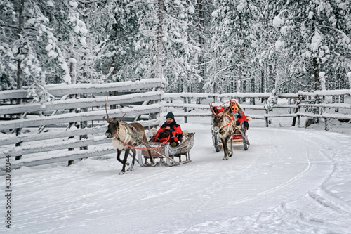 Racing reindeer sledges