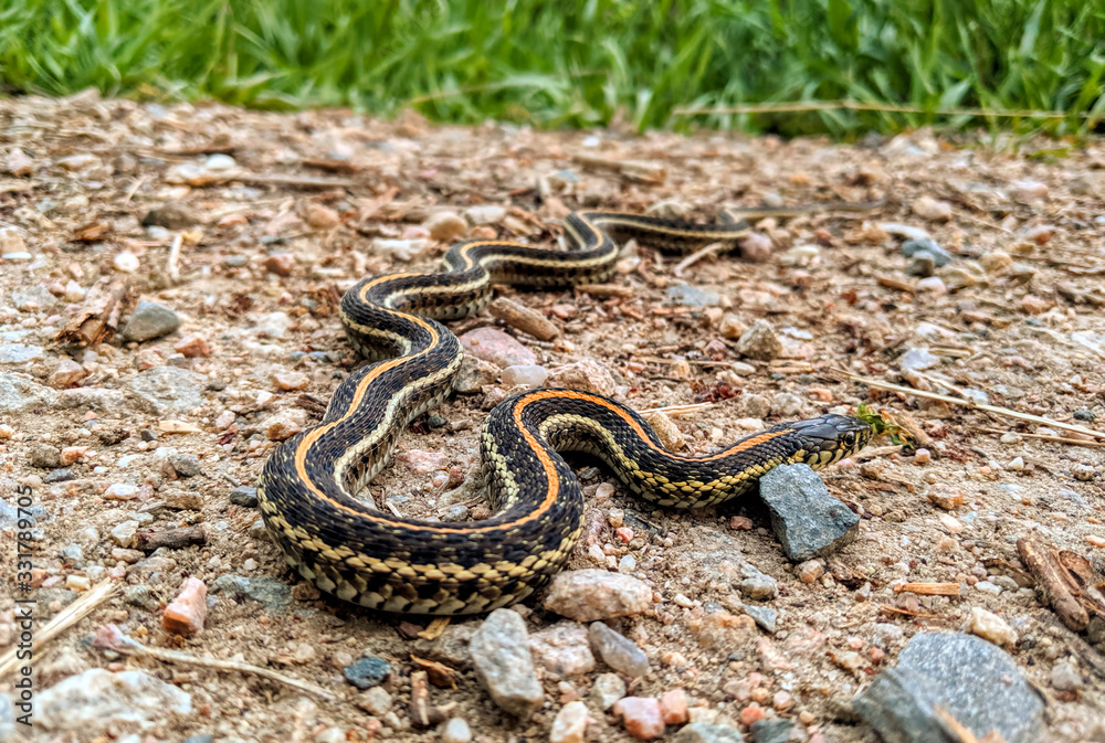 A garter snake rests on a gravel surface. A garter snake rests on a gravel surface.
