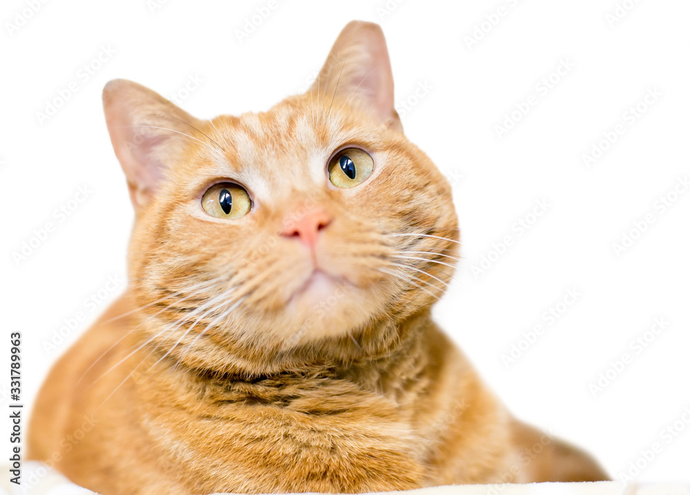 An orange tabby domestic shorthair cat with its left ear tipped, indicating that it has been spayed or neutered and vaccinated as part of a Trap Neuter Return program