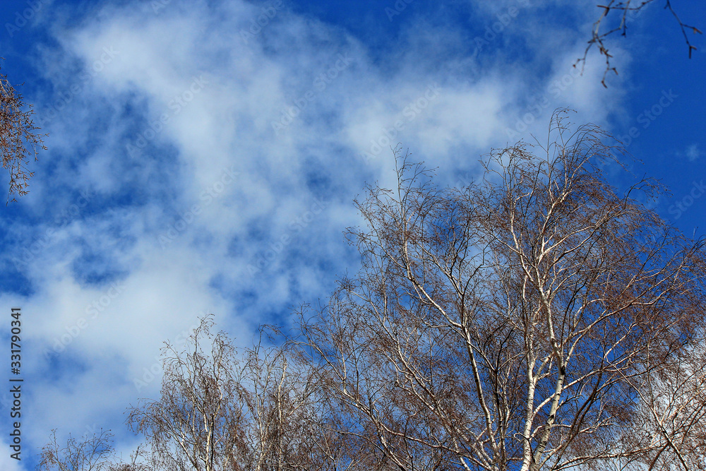 silhouette of birch trees on a background of picturesque spring