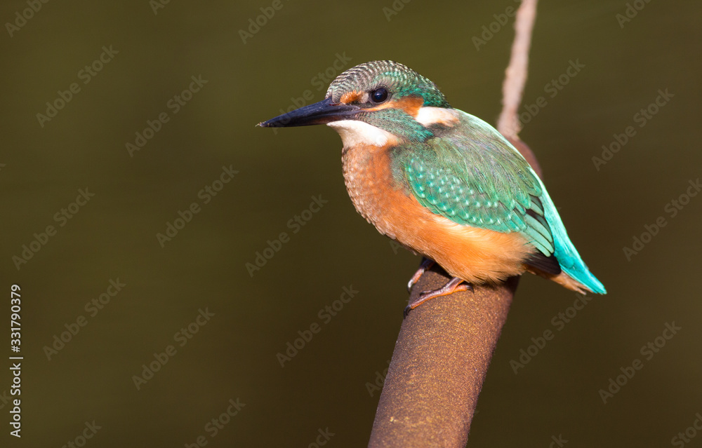 Obraz premium Kingfisher, Alcedo. Kingfisher sitting on a cattail on a dark background of the river