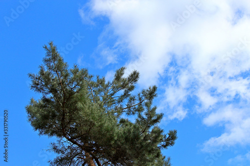  top of a pine tree against a boundless spring sky