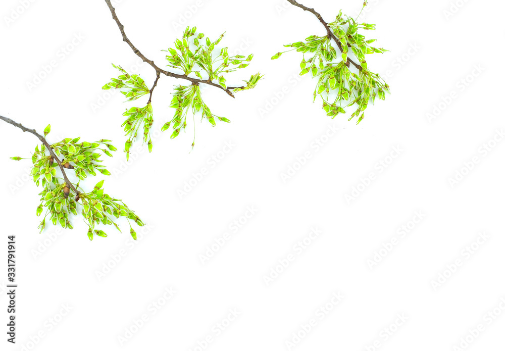 Blooming twigs of maple isolated on a white background. Blooming twigs of maple isolated on a white background.
