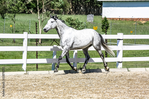 Fotografie Equine portraits