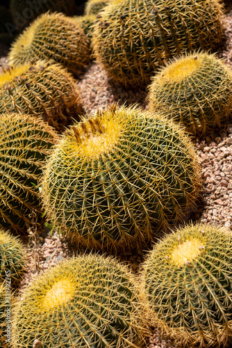 Cactus and Succulents in Desert