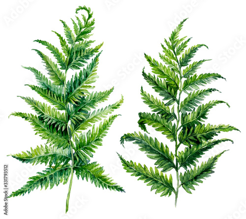 Obraz na płótnie Watercolor Botanical Illustration of Forest Fern