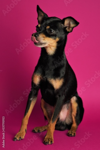 Beautiful little black dog of Toy Terrier breed sits on a bright pink background.Close-up.