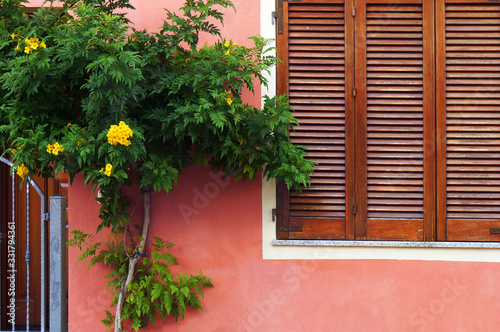 Tree blooming with ryellow flowers and window with sun blinds.