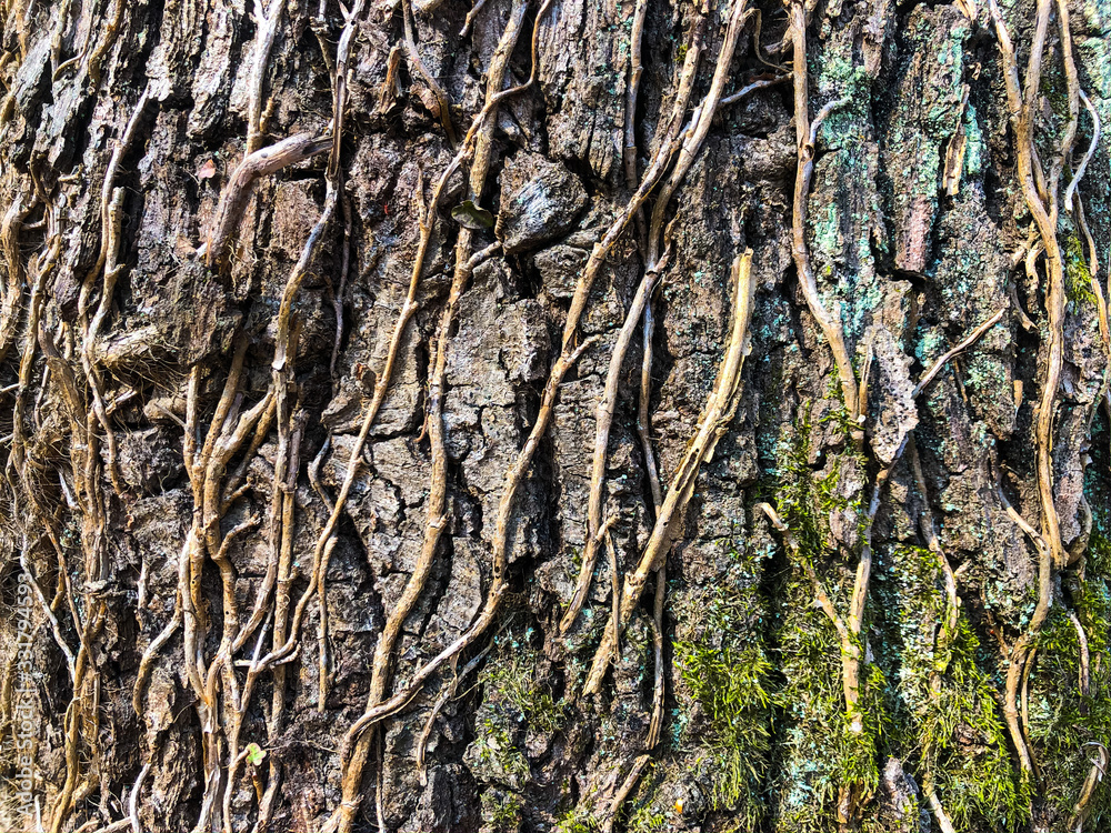 Old oak bark, cracked dry surface with wrinkle pattern. Moss and lichens on a tree trunk. Background with many small details. Close up, green brown and violet texture Old oak bark, cracked dry surface with wrinkle pattern. Moss and lichens on a tree trunk. Background with many small details. Close up, green brown and violet texture