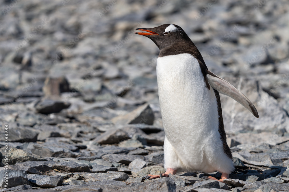 Fototapeta premium Gentoo Penguin on Danco Island in Antarctica