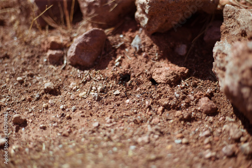 Fototapeta Naklejka Na Ścianę i Meble -  Ants on red soil build an ant hill