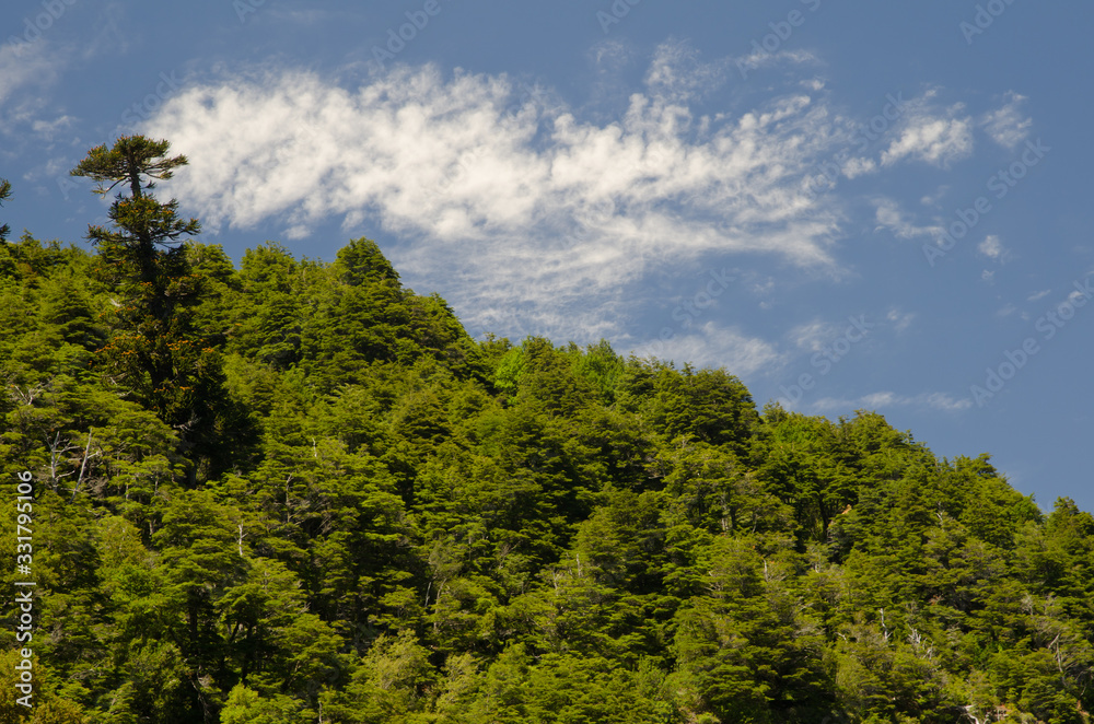 Forest and clouds in the Conguillio National Park.
