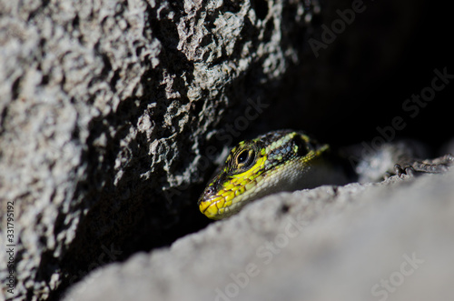 Male of jewel lizard to the entrance of its den under a rock.