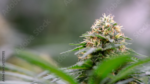 Cannabis Moby Dick Marijuana Weed Bud Bloom in Indoor Close UP