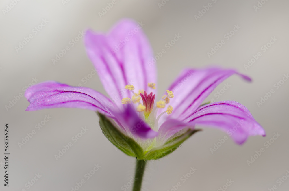 Flower of little-robin Geranium purpureum in the Conguillio National Park. Flower of little-robin Geranium purpureum in the Conguillio National Park.