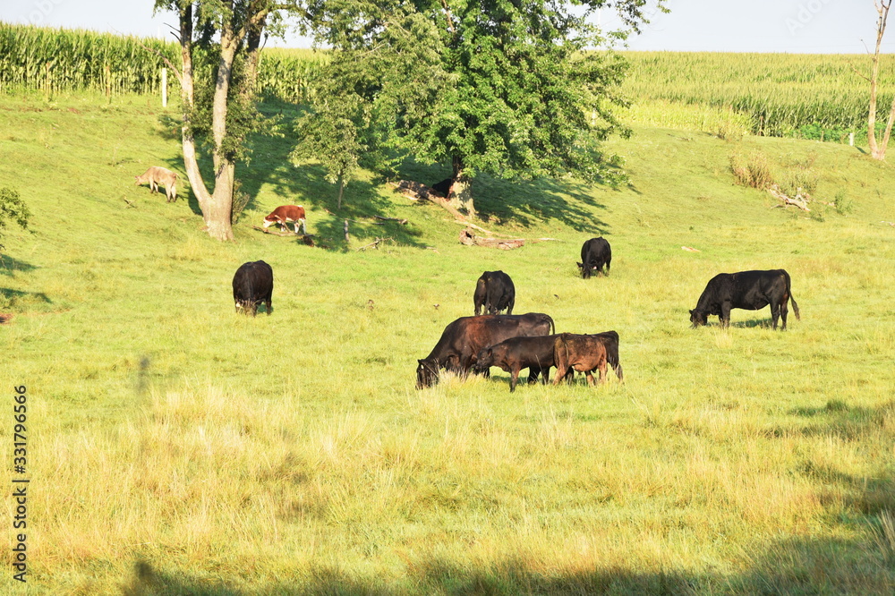 Grazing Cattle