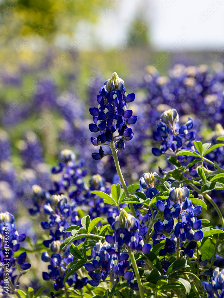 bluebonnets bluebonnets