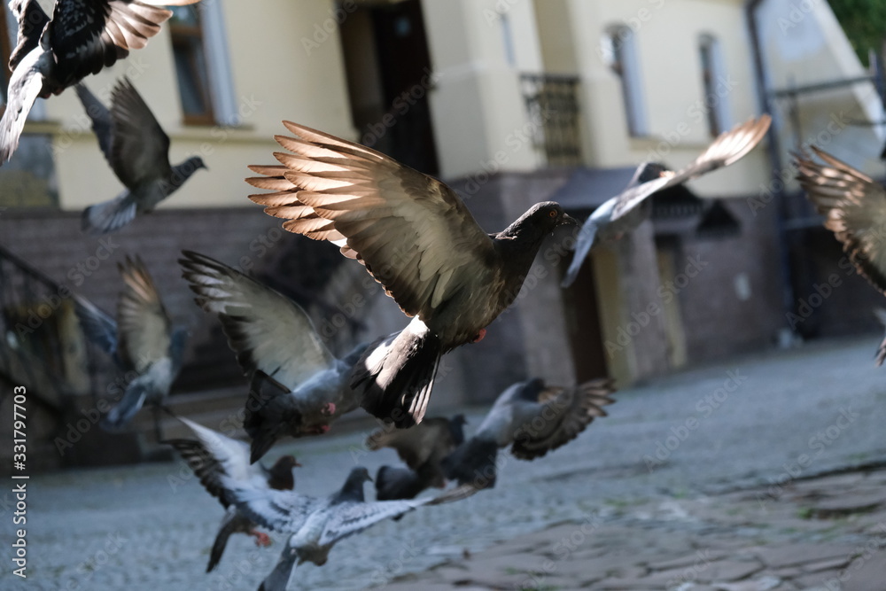 Obraz premium pigeon in flight