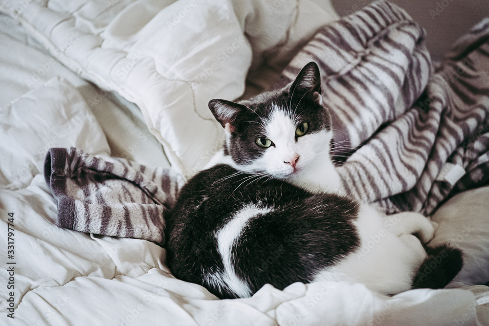 Portrait d'un chat noir et blanc dans la maison