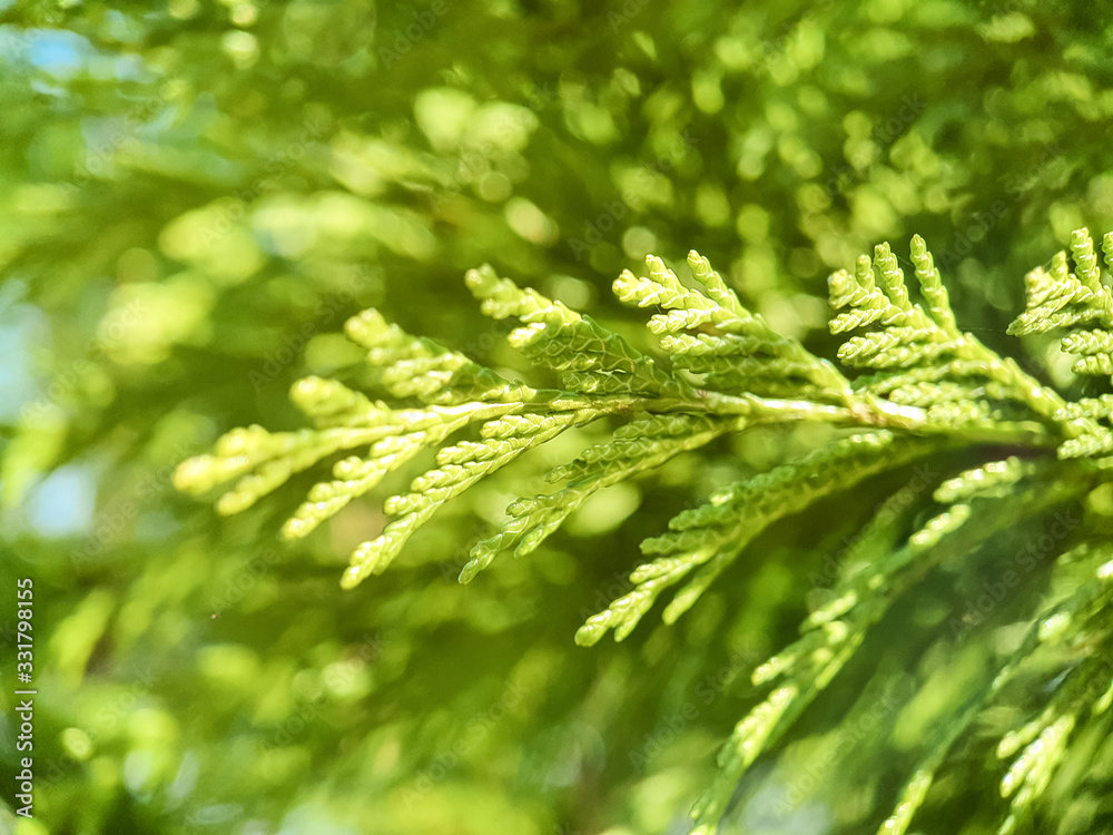 Closeup of cypress tree branch in the hedge in garden. Bright sun in summer nature. Cedar tree, Chameayparis. False cypress conifers in family Cupressaceae Namde from khamai meaning ground Closeup of cypress tree branch in the hedge in garden. Bright sun in summer nature. Cedar tree, Chameayparis. False cypress conifers in family Cupressaceae Namde from khamai meaning ground