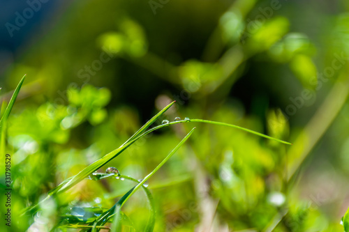 A close-up shot of the blades of grass covered in dewdrops sparkling under the sunlight
