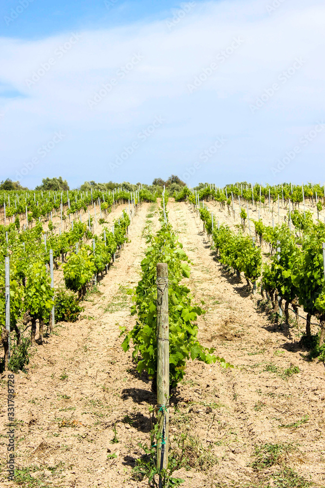 Vineyard with rows of grapes growing under a blue sky in Sicily in brown soil. Free copy space.
