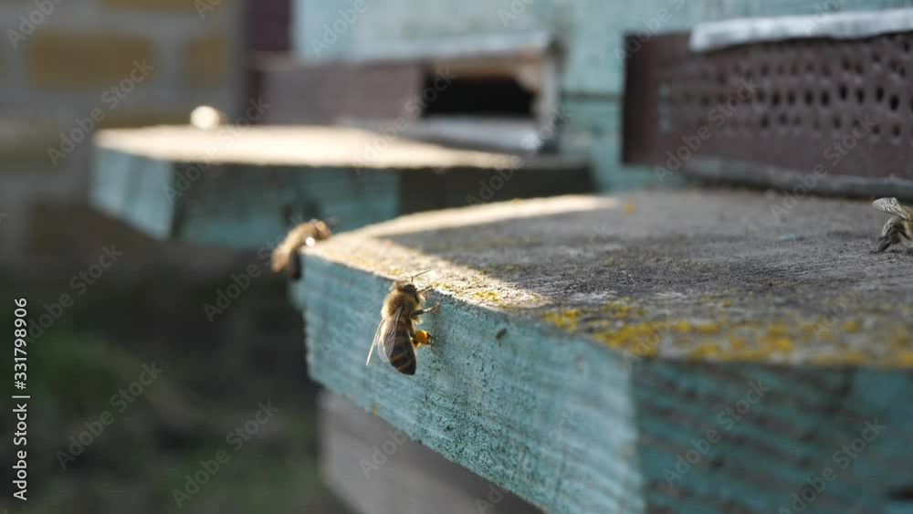 Hard work of bees on the Ukrainian apiary Hard work of bees on the Ukrainian apiary