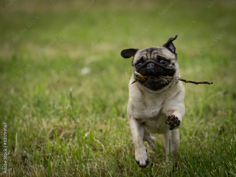 Mops mit Stock