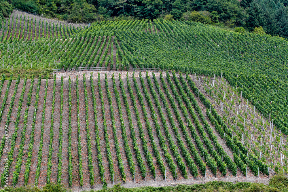 rows of grape vines on German mountain slope