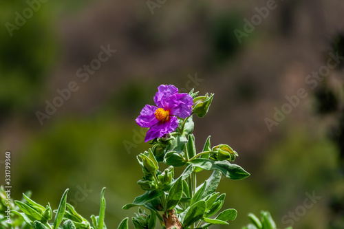 A close-up shot of one Cistus albidus (grey-leaved cistus) flower found in the wild in the French Alps mountains photo