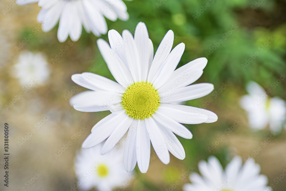 Fototapeta premium Flores das ruas de Catas Altas
