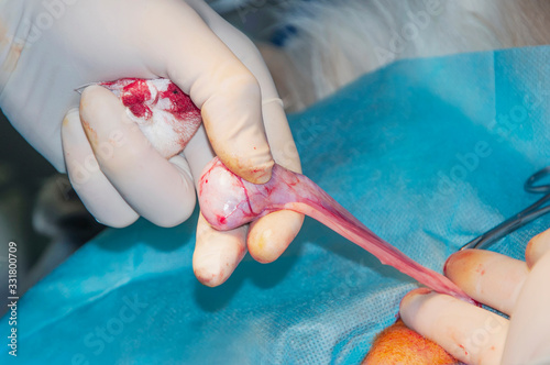 Dog castration. The surgeon holds the testicle and the seminal cord photo