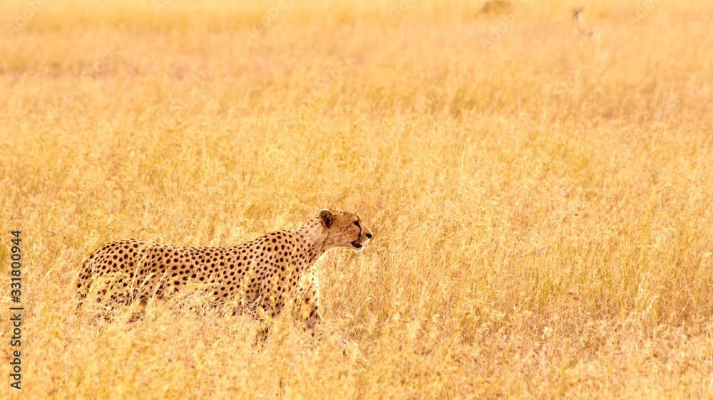 Cheetah going on a hunt for gazelle in Serengeti plains. Taken from the ...