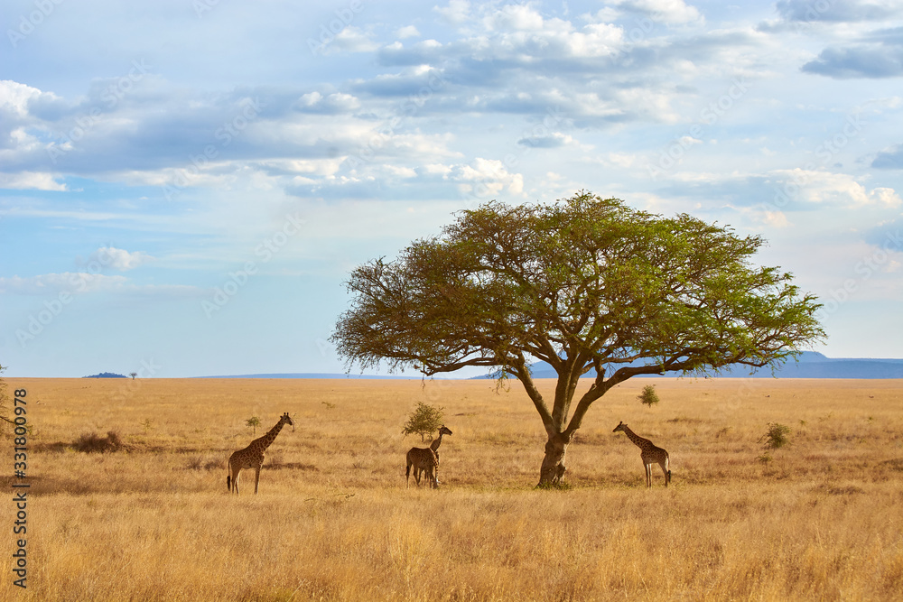 Giraffes eating from acacia tree in Serengeti. Taken from the 4X4 while on a game drive during a safari trip around Kenya and Tanzania. Giraffes eating from acacia tree in Serengeti. Taken from the 4X4 while on a game drive during a safari trip around Kenya and Tanzania.