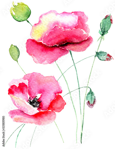 Poppy flowers illustration isolated on white background, tender watercolor painting for crafters, greeting cards, prints, posters, wedding invitations and wedding decor, summer flower maquies photo