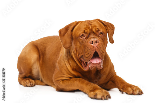 Dogue de Bordeaux, portrait isolated on white background