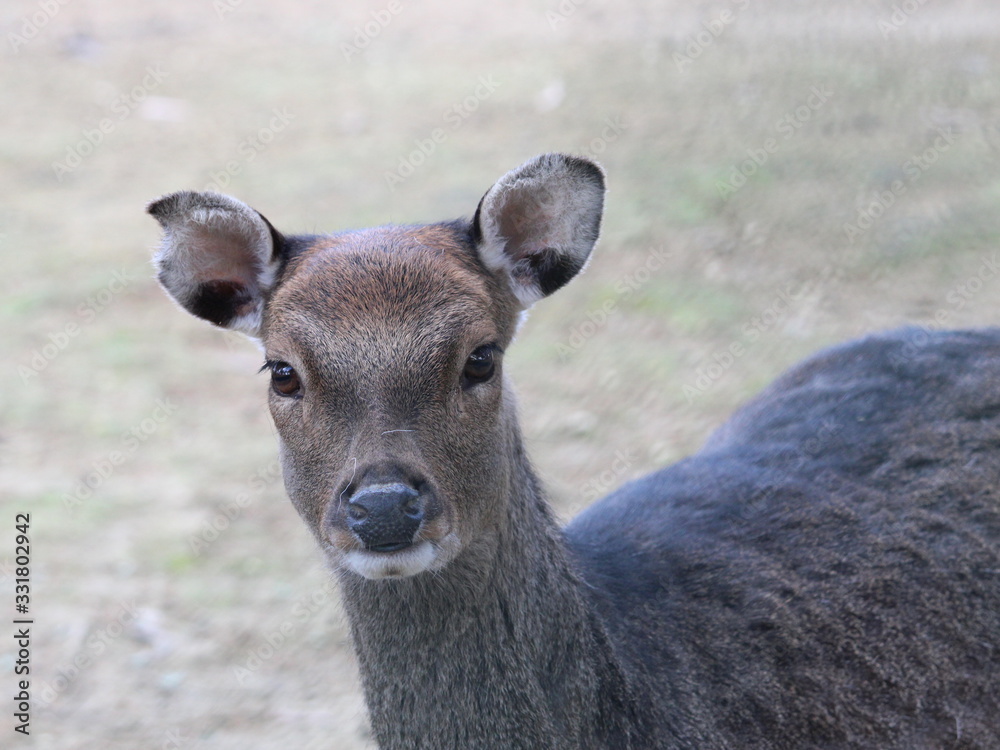 mammal animal in captivity mammal animal in captivity